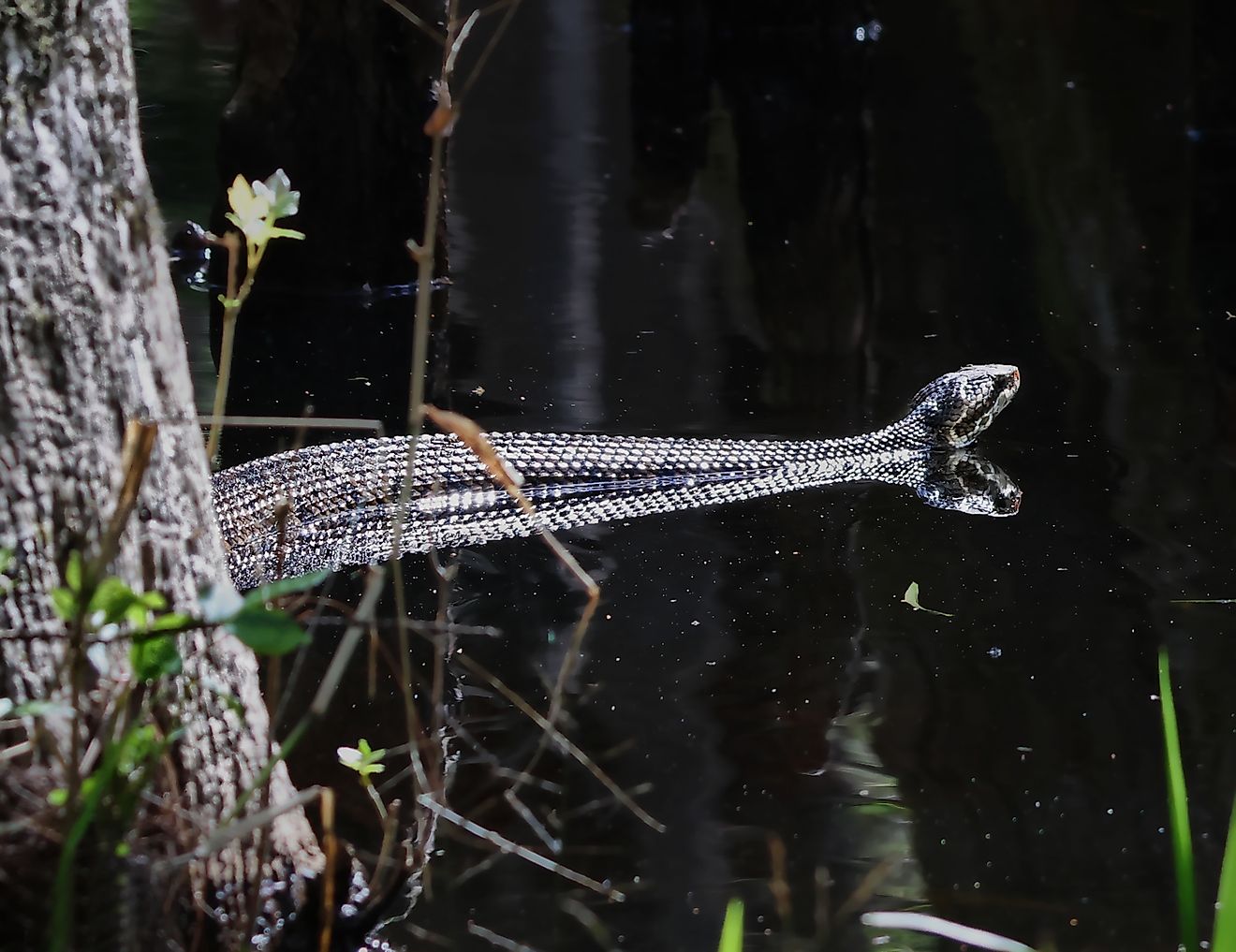 A Cottonmouth Snake Swimming in the Swamps. Editorial Photo Credit: Jean Blom