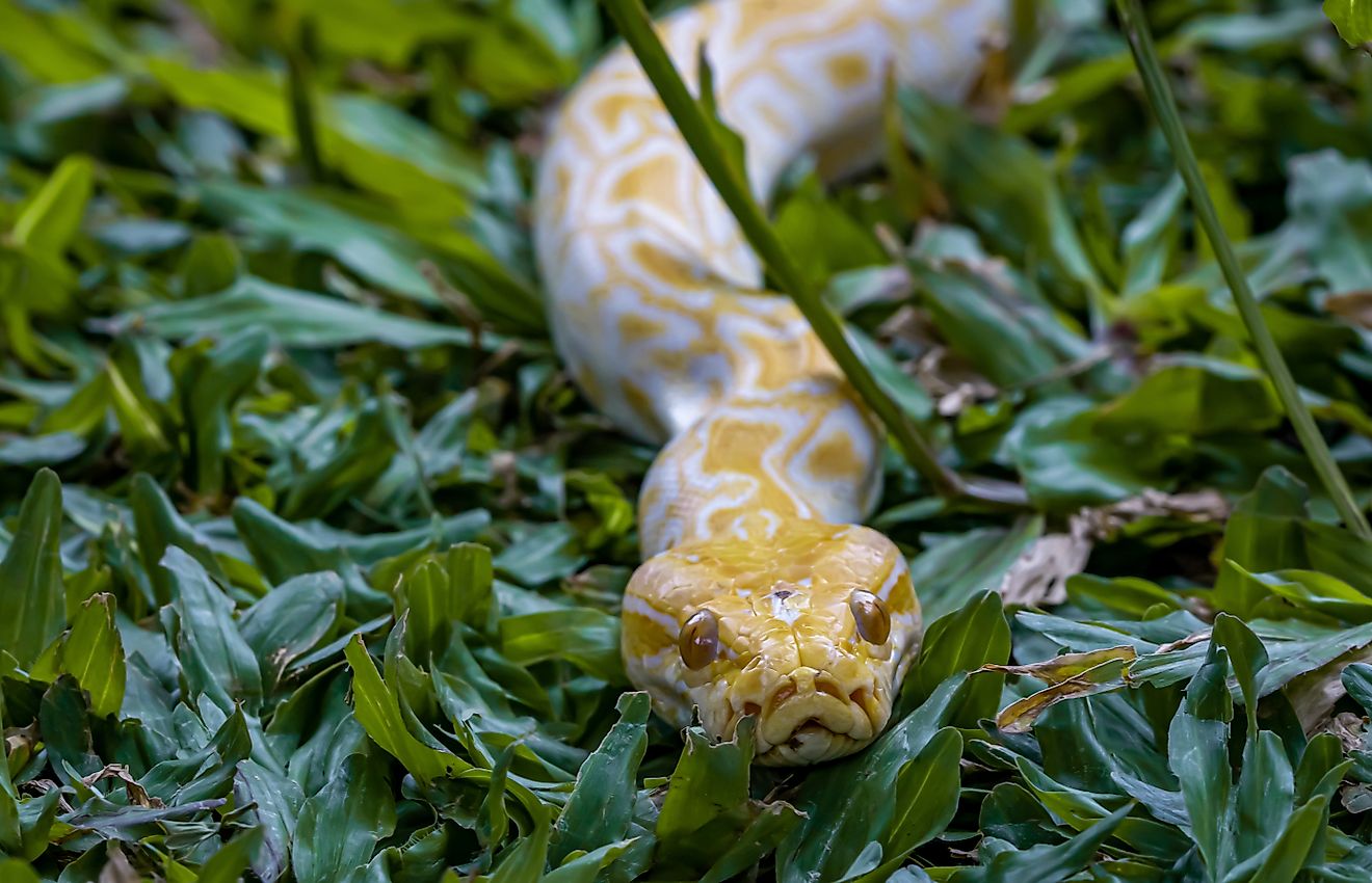 Burmese python.