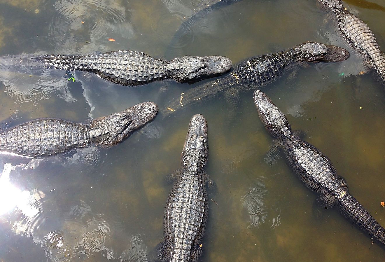 An American Alligator in Mobile Bay.