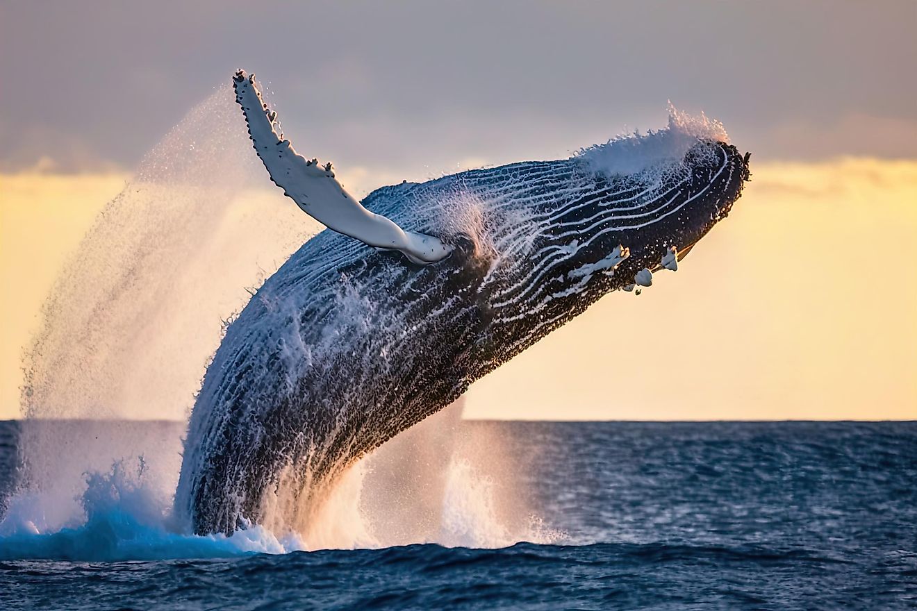 A giant whale breaching water.