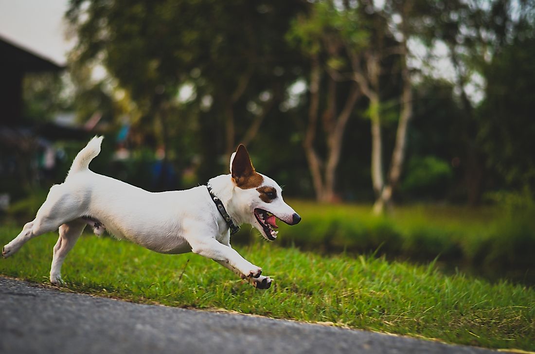 A Jack Russell Terrier playing in the grass. Jack Russell Terriers are one of the quickest dog breeds. 