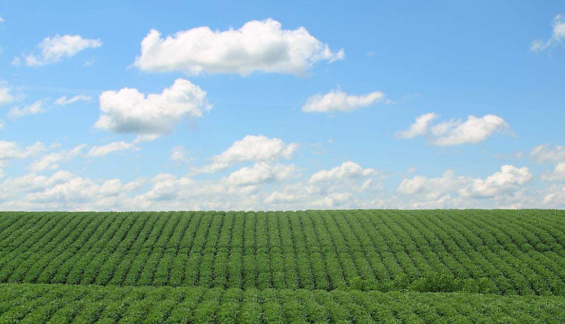 A field of soybeans. 