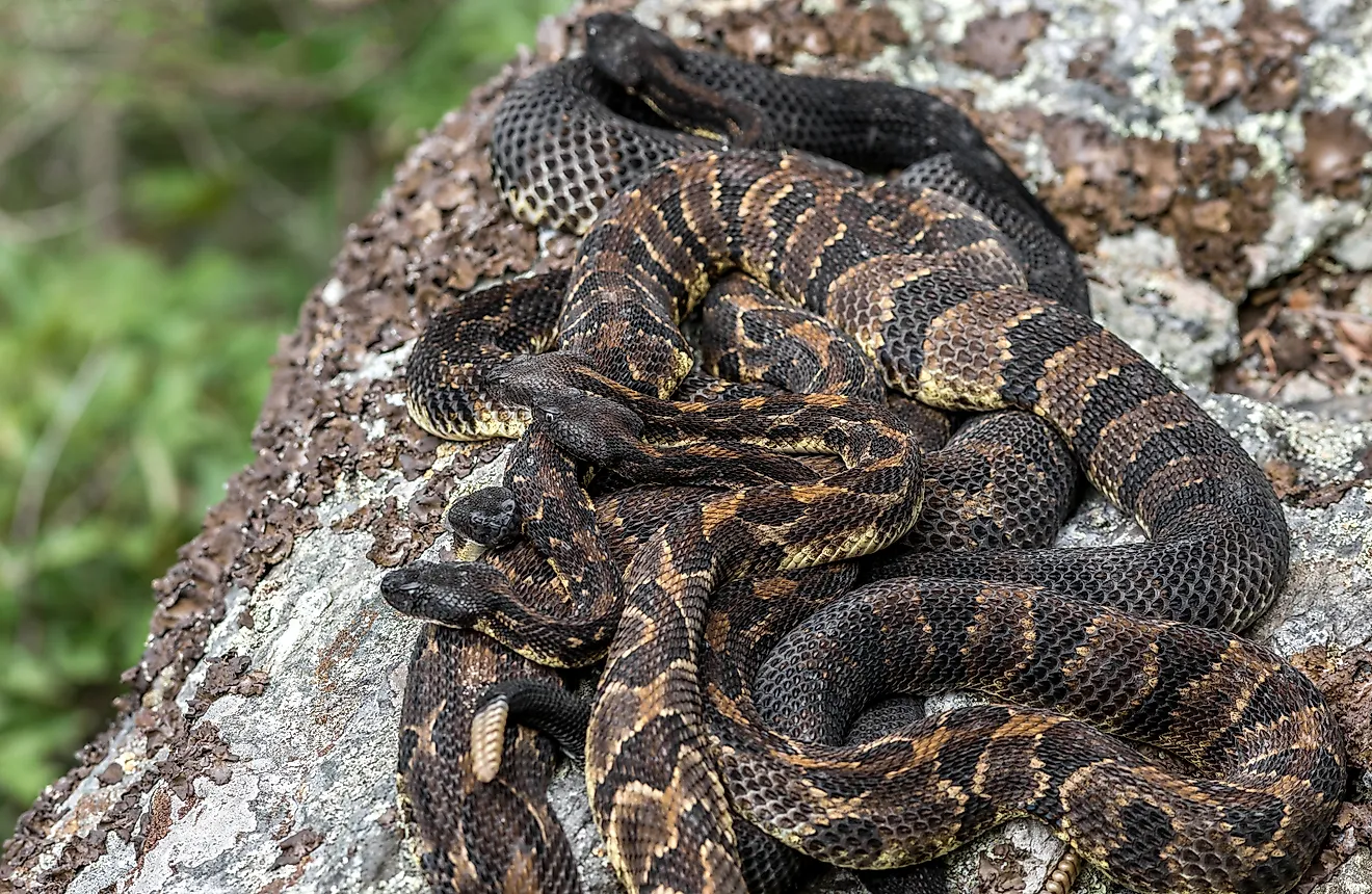 Timber rattlesnake birthing rookery from New York