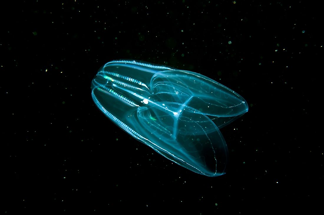 A comb jellyfish in the dark waters. 