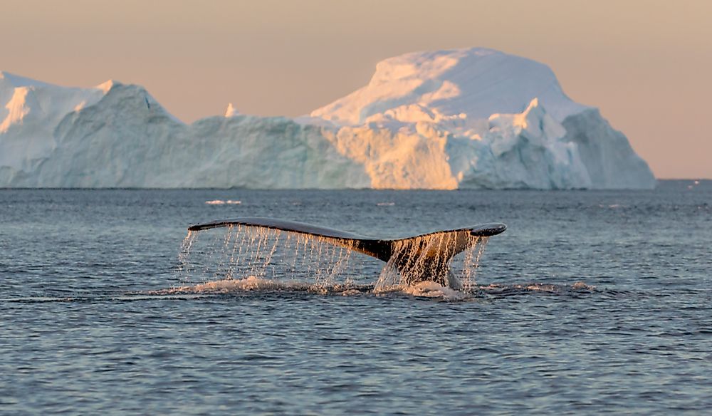 Where Is The Greenland Sea? WorldAtlas