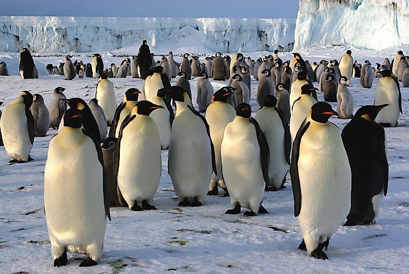 A colony of Emperor Penguins gathered on the ice.