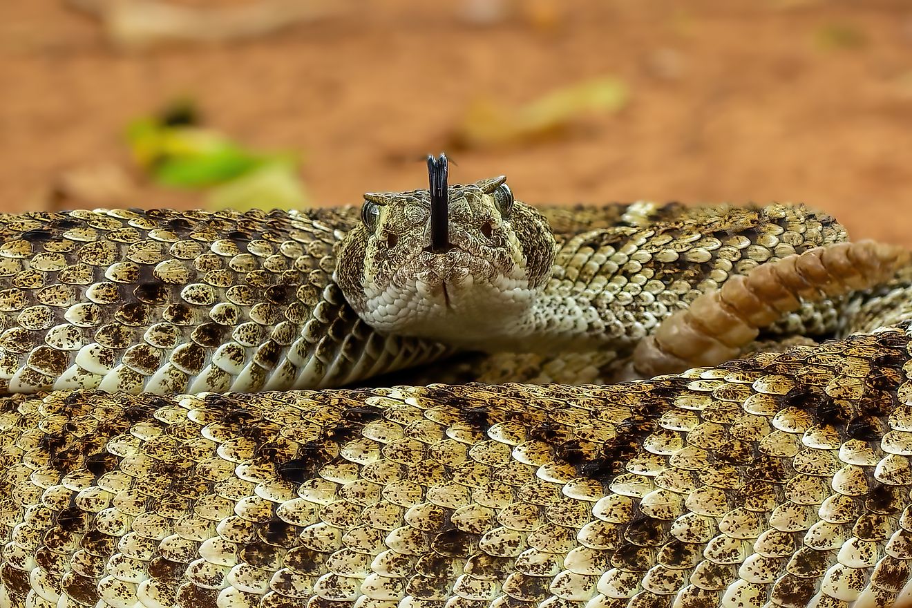 The Western Diamondback Rattlesnake (Crotalus atrox) is a venomous rattlesnake species found in the United States and Mexico.