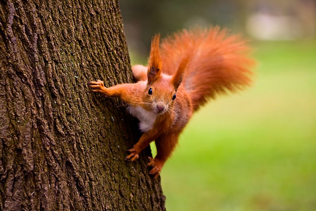 Red squirrel populations have drastically decreased throughout the UK in recent years. 