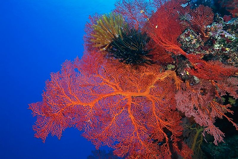 A coral reef in New Caledonia's Natural Park of the Coral Sea, the largest protected area on earth.