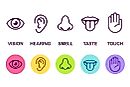 What are the Five Senses?