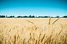 Top Wheat Producing Countries