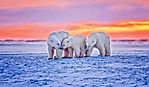 Who Are The Arctic Big Five?