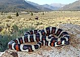 California (Sierra) Mountain Kingsnake, Lampropeltis zonata multicincta