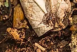 American Dog Tick - Dermacentor variabilis 