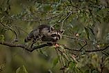 Baby Racoons climbing Persimmon trees to eat the fruit