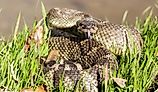 Northern Pacific Rattlesnake, (Crotalus viridis oreganos)