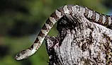 Northern water snake.