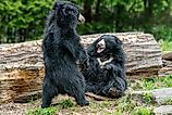 sloth bears while fighting and playing