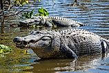 Two American Alligators in the water.