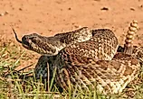 Rattlesnake - (Crotalus oreganus helleri)