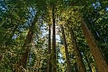 Giant Douglas fir trees in Macmillan Provincial Park, B.C. Credit: SL-Photography/ Shutterstock.com