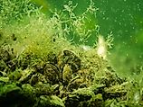 Close-up of the invasive quagga mussel. 