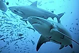 bull sharks (Carcharhinus leucas) Credit: Martin Prochazkacz via Shutterstock
