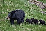 Black bear (ursus americanus) sow and three cubs of the year, yellowstone national park