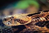 Timber rattlesnake