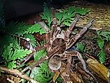 Goliath birdeater (Theraphosa blondi) to the tarantula family Theraphosidae. Near Presidente Figueiredo, Amazon, Brazil
