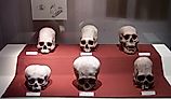 A set of Paracas culture skulls that show a range of different types of cranial modification. By Robrrb at English Wikipedia, CC BY-SA 3.0 (https://creativecommons.org/licenses/by-sa/3.0), Wikimedia Commons.