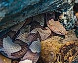 An Eastern copperhead, Agkistrodon contortrix, coiled under a log.