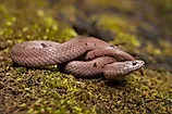 Smooth earth snake