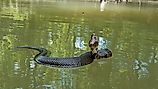 The venomous cottonmouth is a common species in Alabama's rivers.