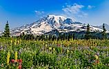 Summer alpine wild flower meadow, Mount Rainier National Park, Washington, US.