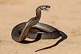 Eastern Brown Snake in defensive stance. 