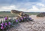  Prairie rattlesnake.