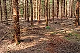 Spruce plantation with almost no undergrowth on the forest floor. 