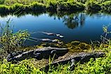American alligators in the Everglades, Florida.