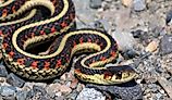 View of a common garter snake, one of Nelson Reservoirs most common snakes, slithering along shoreline rocks.
