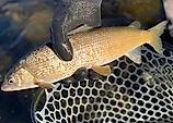  mountain whitefish