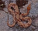 A top-down view of a venomous copperhead snake.