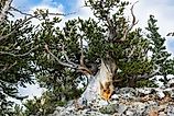 Californian trees, like the one pictured here, are among the world's oldest. 