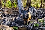 Wild feral hogs are an invasive species in the Louisiana swamps