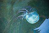 Box jellyfish (Chironex fleckeri).