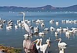 Great white egret or ardea alba perched above pelicans on Lake Chapala, Mexico.