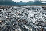 Wild salmon spawning in Alaska in summer