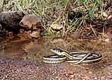 Black-necked garter snake, Thamnophis cyrtopsis