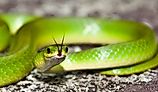 Smooth Green Snake with its tongue out.