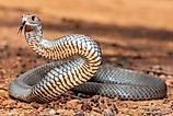 Australian Eastern Brown Snake in defence stance